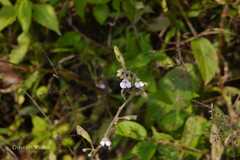 Impatiens scabriuscula